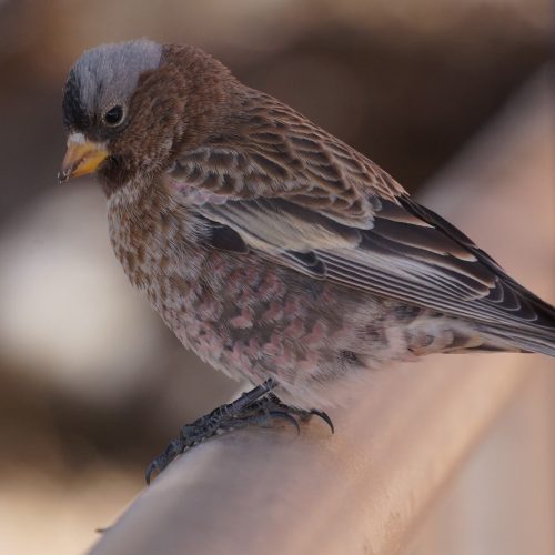 Gray-crowned Rosy-Finch © Jack Parlapiano