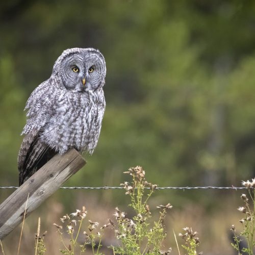 Great Gray Owl © Bryan Calk