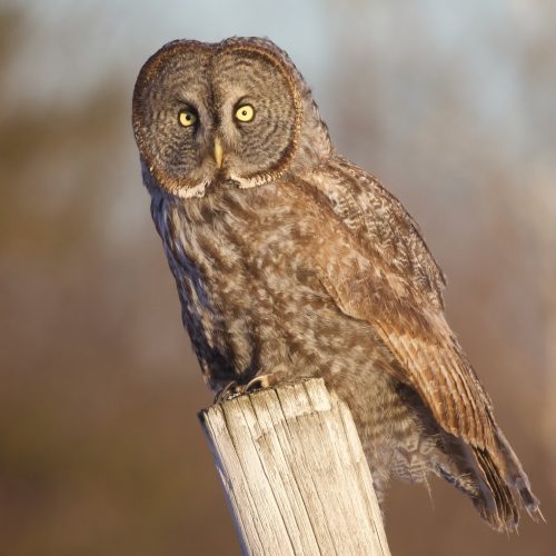 Great Gray Owl © Felipe Guerrero