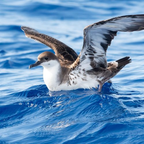 Great Shearwater © Kyle Matera