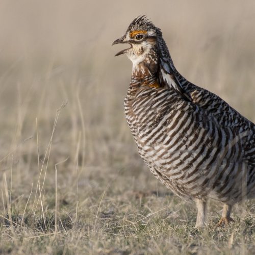 Greater Prairie-Chicken © Bryan Calk