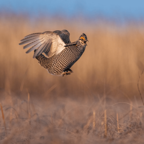 Greater Prairie-Chicken © Seth Owens