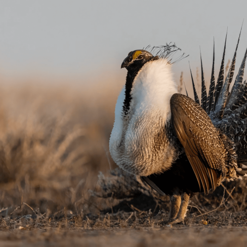 Greater Sage-Grouse © Seth Owens