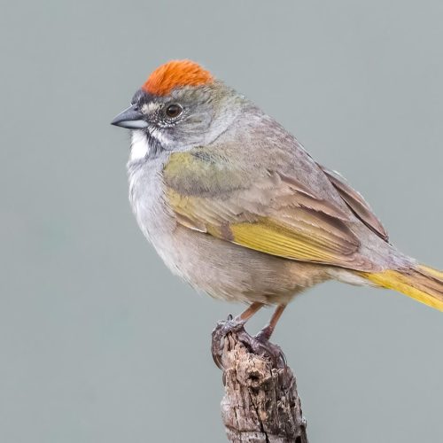 Green-tailed Towhee © Jim Merritt
