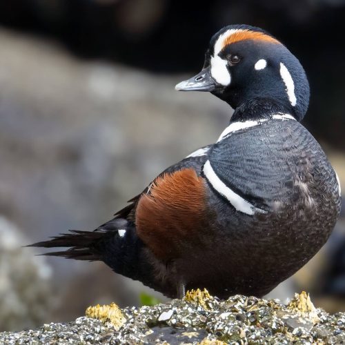 Harlequin Duck © Brad Imhoff