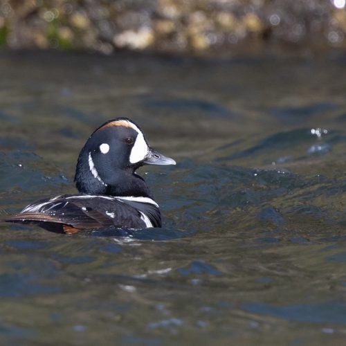 Harlequin Duck © Brad Imhoff