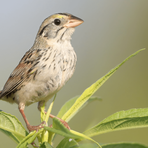 Henslow_s Sparrow © Matt Misewicz alt