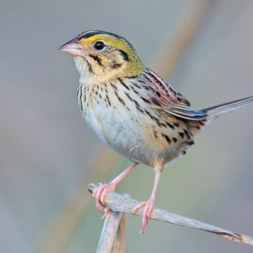 Henslow_s Sparrow © Shailesh Pinto