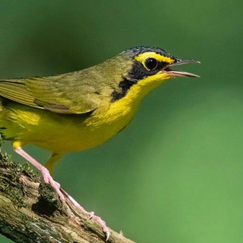 Kentucky Warbler © Bryan Calk