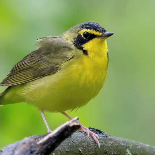Kentucky Warbler © Shailesh Pinto