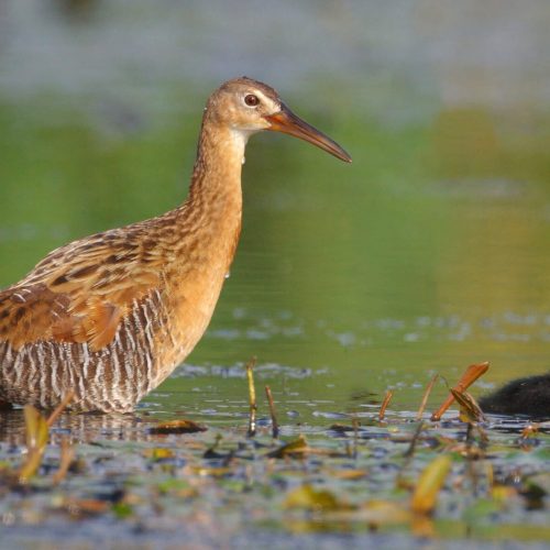 King Rail © Robert Royse