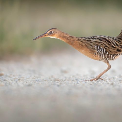King Rail © Brian Genge