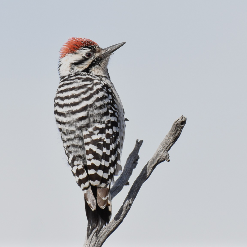 Ladder-backed Woodpecker © Jack Parlapiano