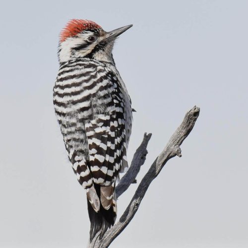 Ladder-backed Woodpecker © Jack Parlapiano