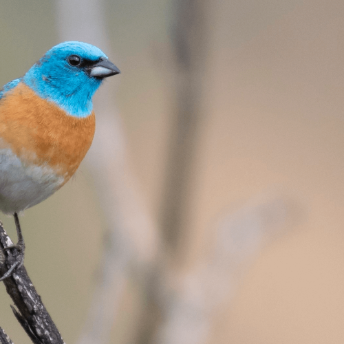 Lazuli Bunting © Bryan Calk