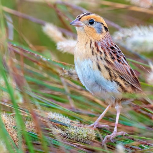 LeConte's Sparrow © Shailesh Pinto