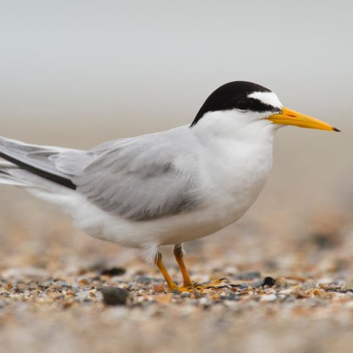 Least Tern © Liam Wolff