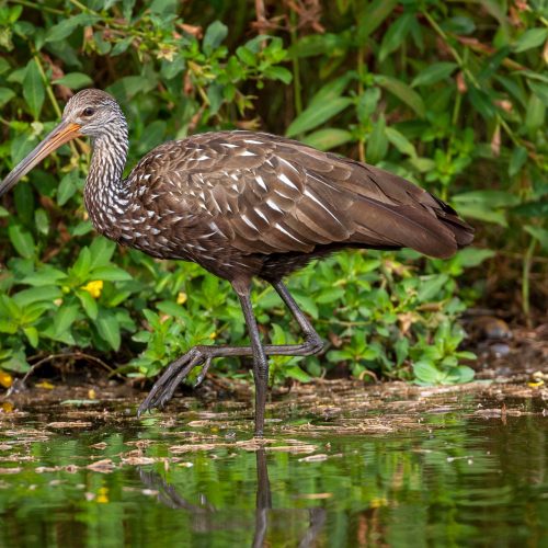 Limpkin Hero © Robert Royse