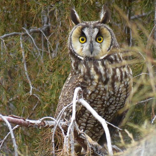 Long-eared Owl © Nick Ramsey