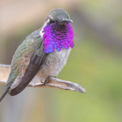Lucifer Hummingbird © Bryan Calk