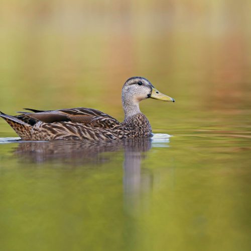 Mottled Duck Hero © Robert Royse