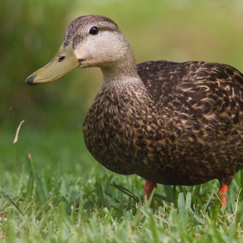 Mottled Duck © Liam Wolff