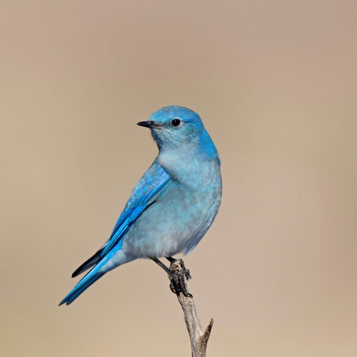 Mountain Bluebird © Robert Royse