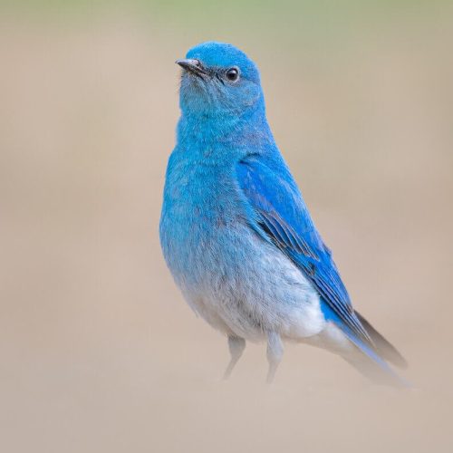 Mountain Bluebird © Brian Genge