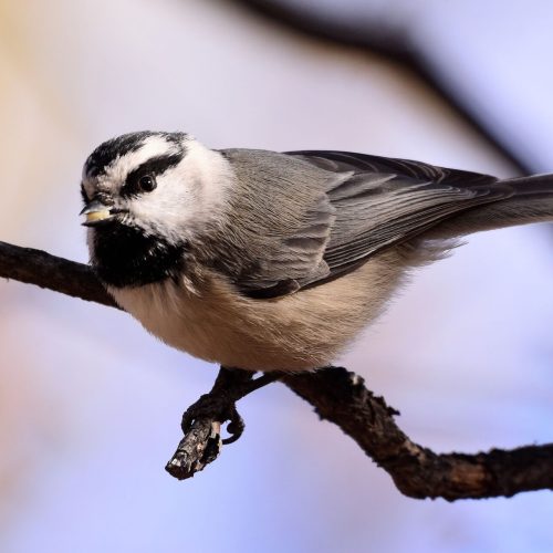 Mountain Chickadee © David Tonnessen