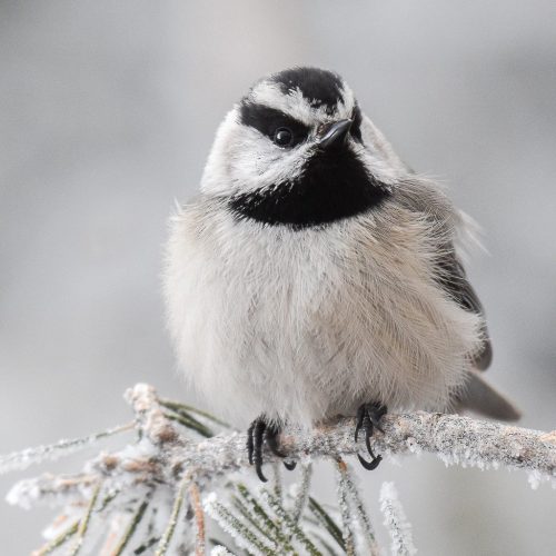 Mountain Chickadee © Jack Parlapiano