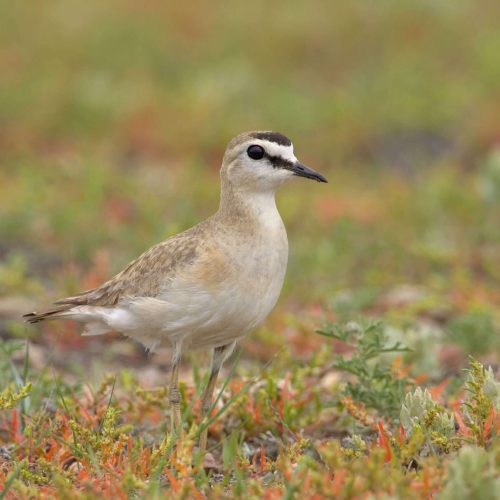 MountainPlover-scaled