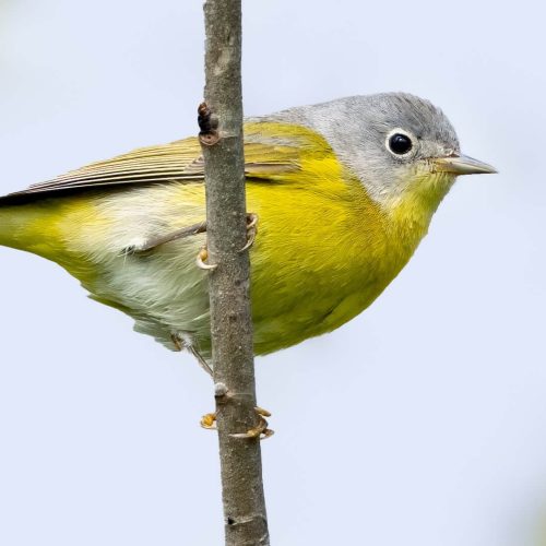 Nashville Warbler © Brad Imhoff
