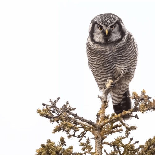 Northern Hawk Owl © Nick Ramsey