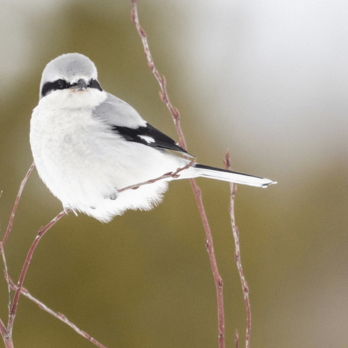 Northern Shrike © Brad Imhoff