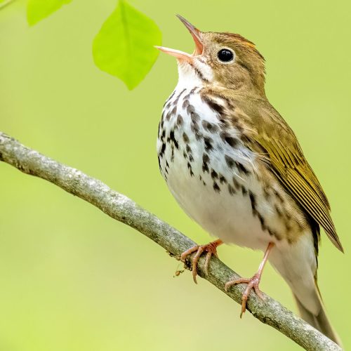 Ovenbird © Brad Imhoff