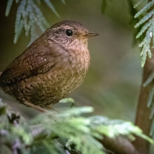 Pacific Wren © Brad Imhoff