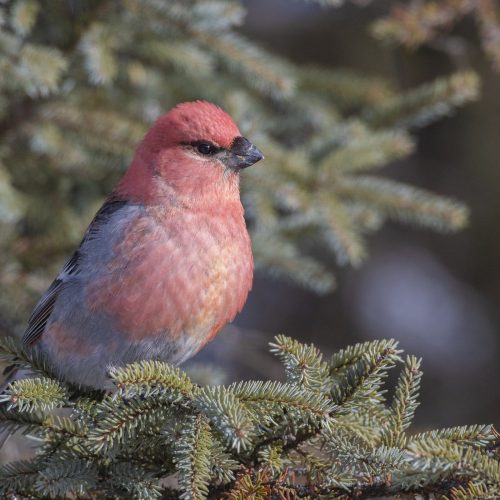 Pine Grosbeak © Bryan Calk