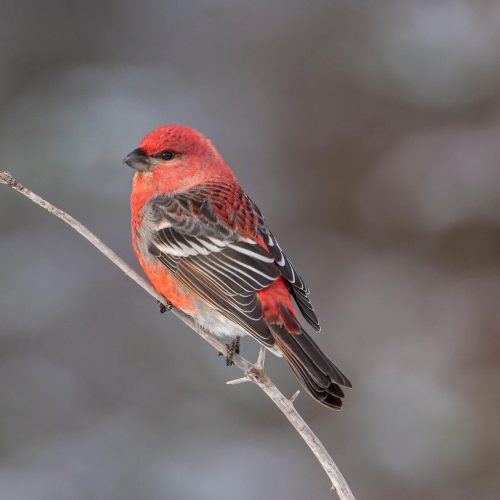 Pine Grosbeak © Robert Royse