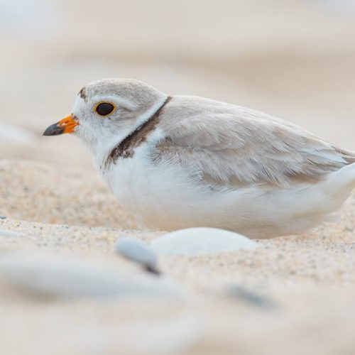 Piping Plover © Shailesh Pinto
