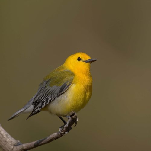 Prothonotary Warbler © Robert Royse