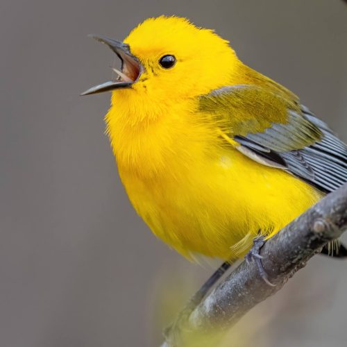 Prothonotary Warbler © Brad Imhoff