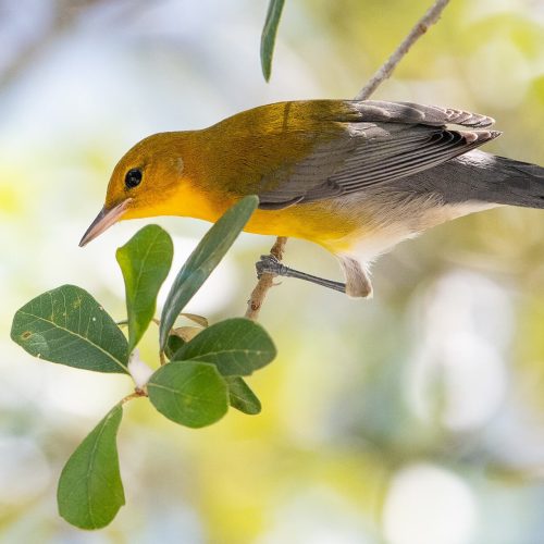 Prothonotary Warbler © Kyle Matera