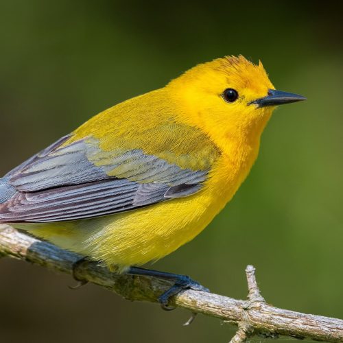 Prothonotary Warbler © Shailesh Pinto