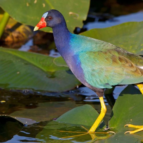 Purple Gallinule © Robert Royse