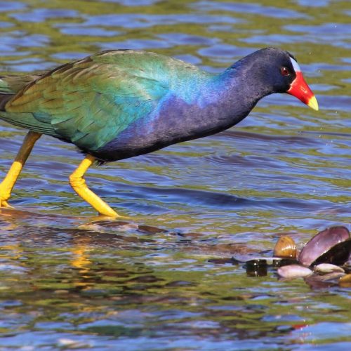 Purple Gallinule © John Groskopf