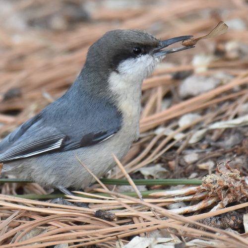 Pygmy Nuthatch © Jack Parlapiano