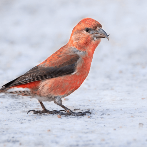 Red Crossbill © Brian Genge
