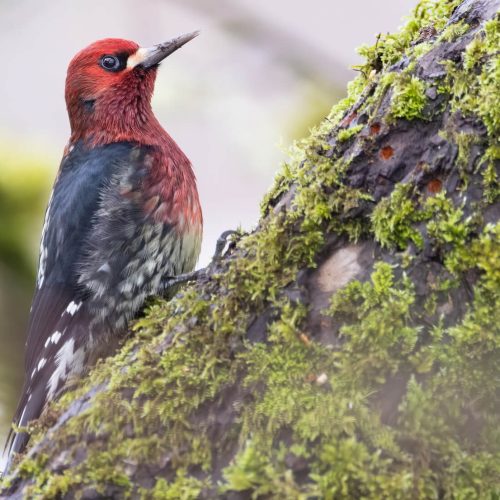 Red-breasted Sapsucker © Liam Hutcheson