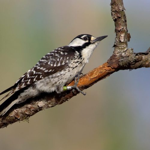 Red-cockaded Woodpecker © Robert Royse