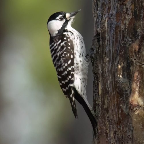 Red-cockaded Woodpecker © Kalpesh Krishna